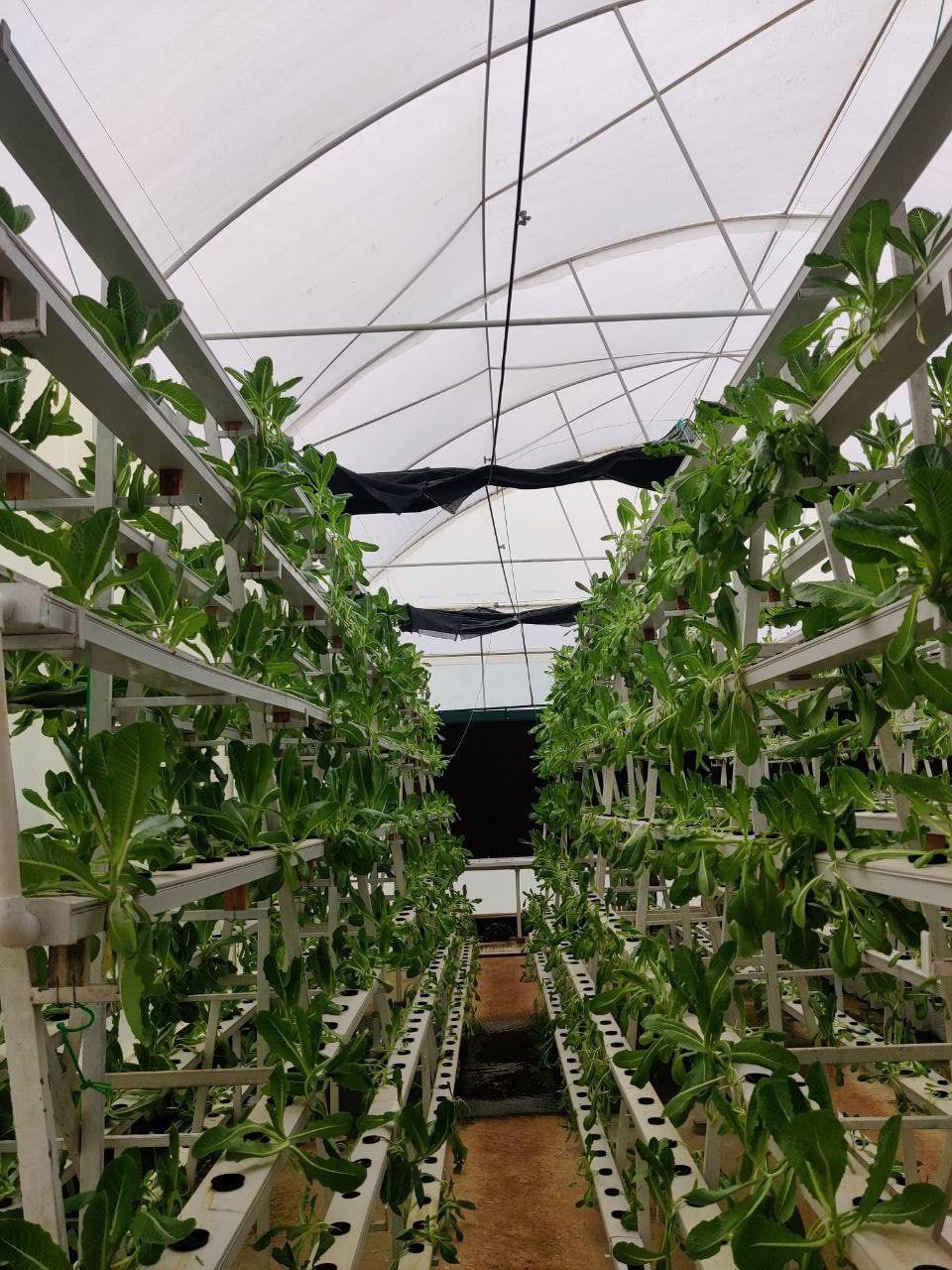 Plantation Silk Route Ventures New